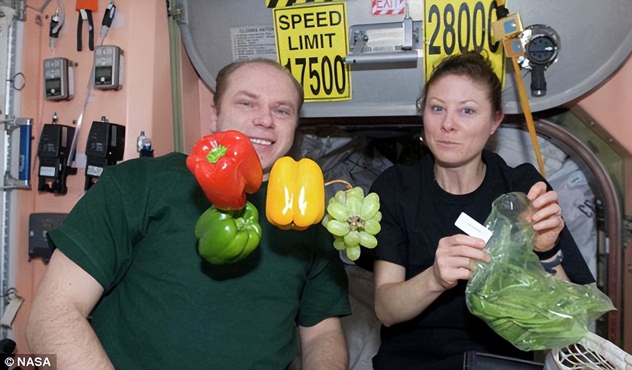 植物生长方向与重力有关吗,为什么植物总是摇晃着生长