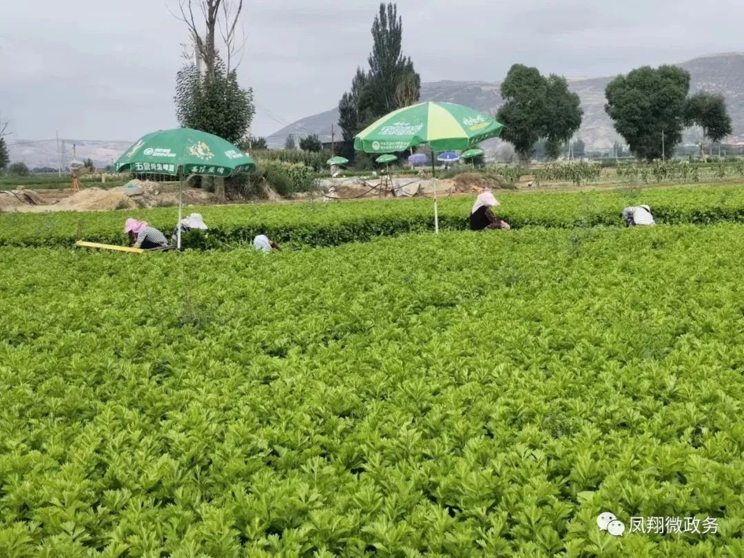 高原夏菜一亩利润,高原夏菜挣钱吗