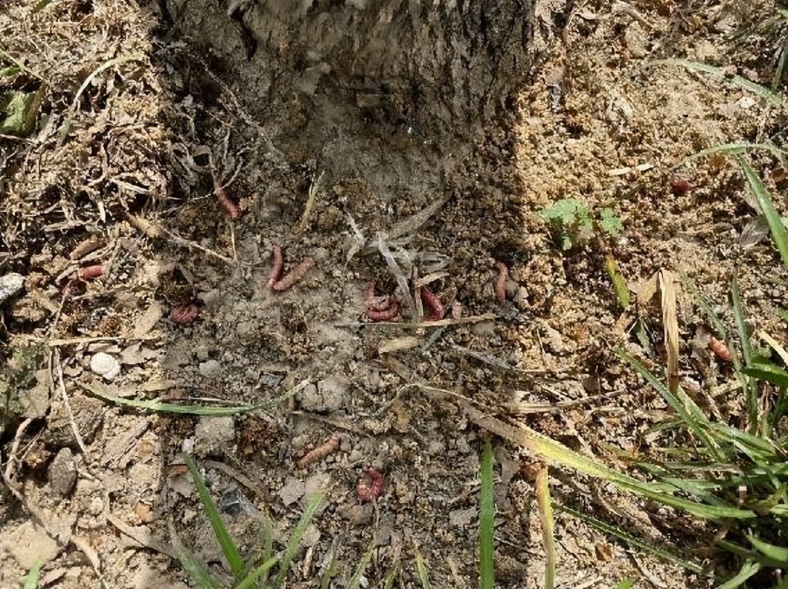 12月份园林绿化养护工作重点,元月份园林养护重点工作