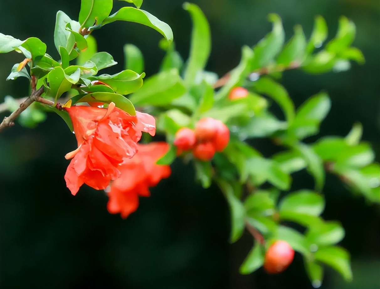 诗词鉴赏落在古诗词里初夏的雨,初夏的雨的古诗词