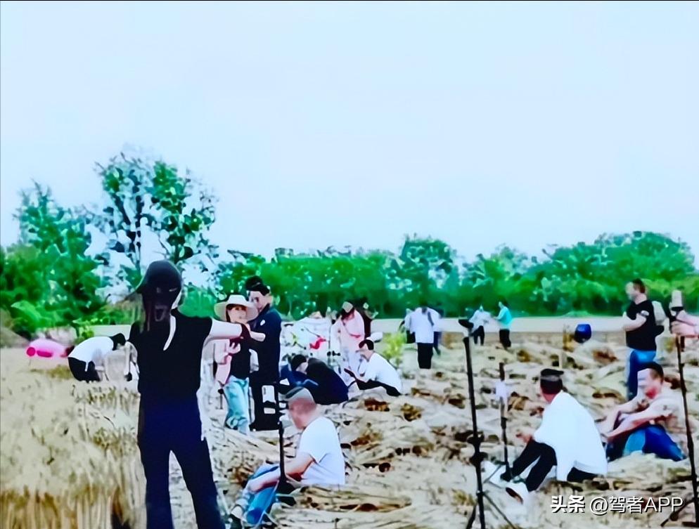 网红直播割麦被罚,网红去农民地里直播割麦子