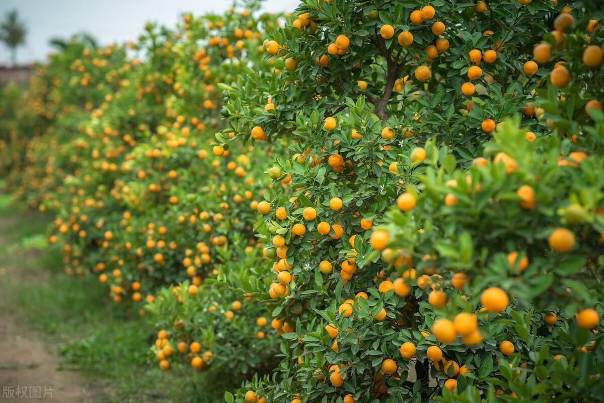 满树的橘子花怎么处理,满树上的橘子金灿灿