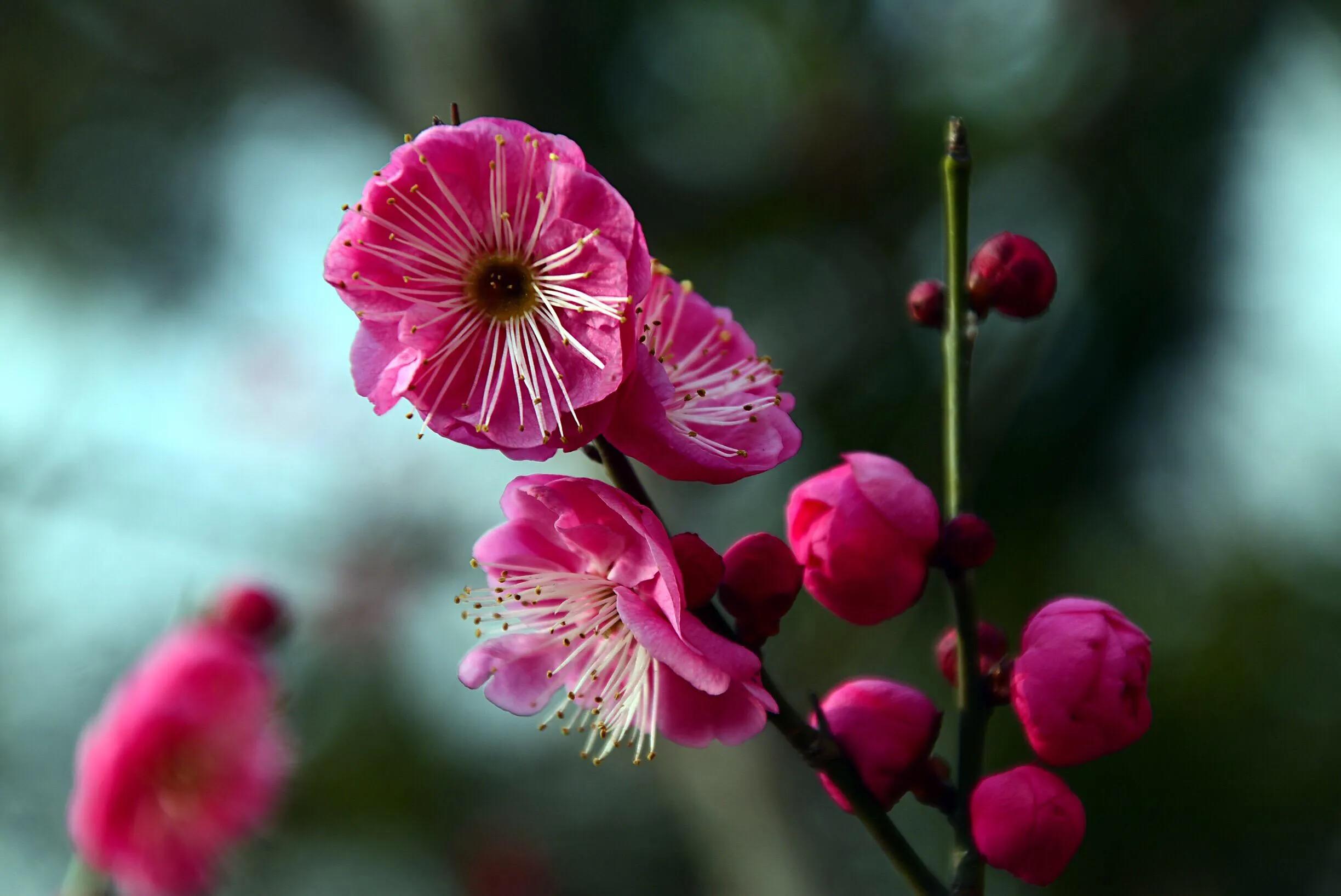 花卉摄影秋日的浪漫,花卉摄影春暖梅花开