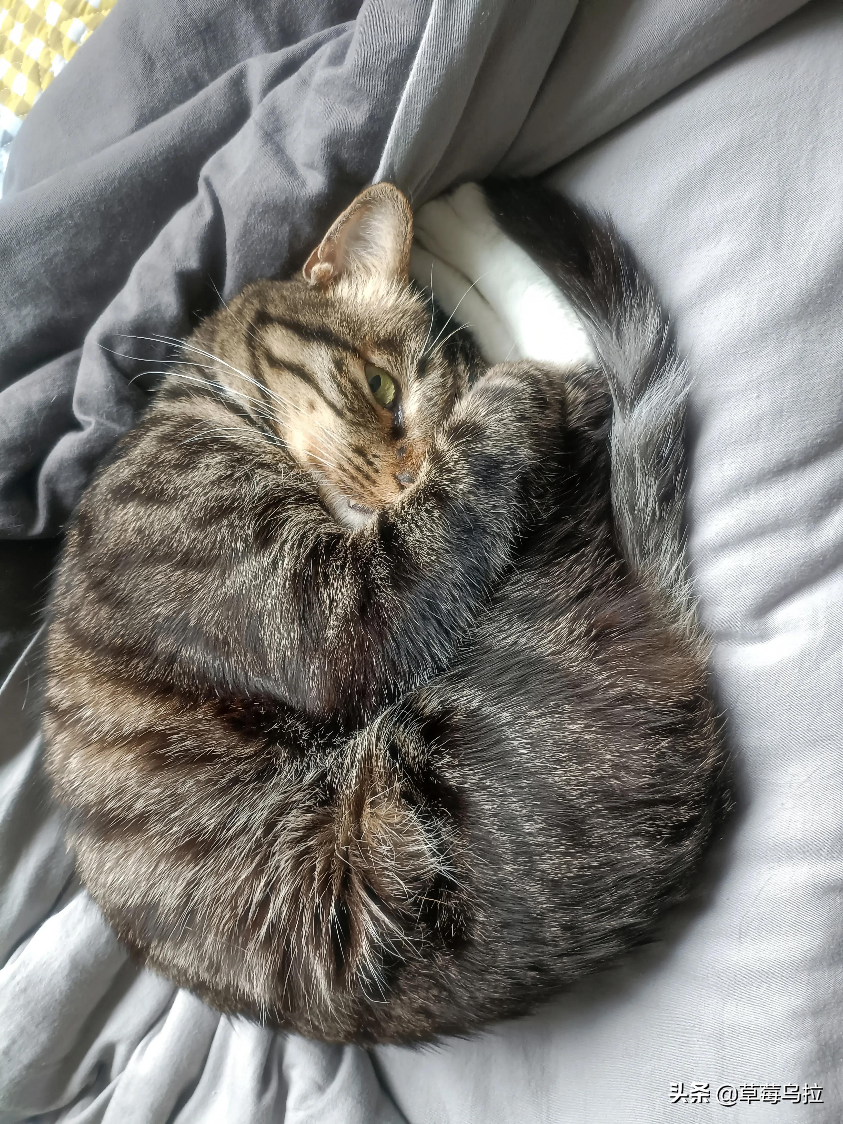 养土猫会不会被人看不起,养土猫真的就低人一等吗