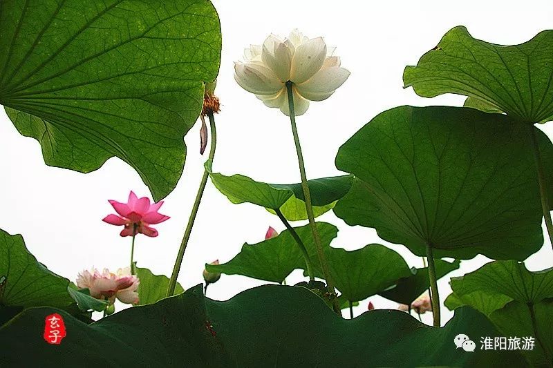 淮阳龙湖赏荷花的季节,淮阳观赏荷花的地方在哪里