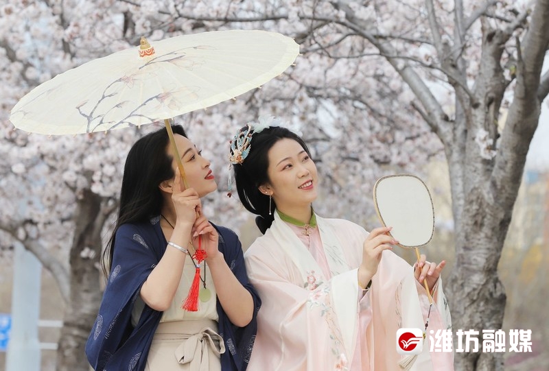 当樱花遇上油菜花,当樱花遇上浪漫的雨