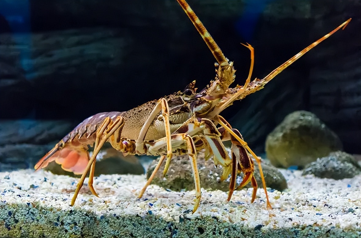 龙虾和濑尿虾打架,龙虾战争是怎么发生的
