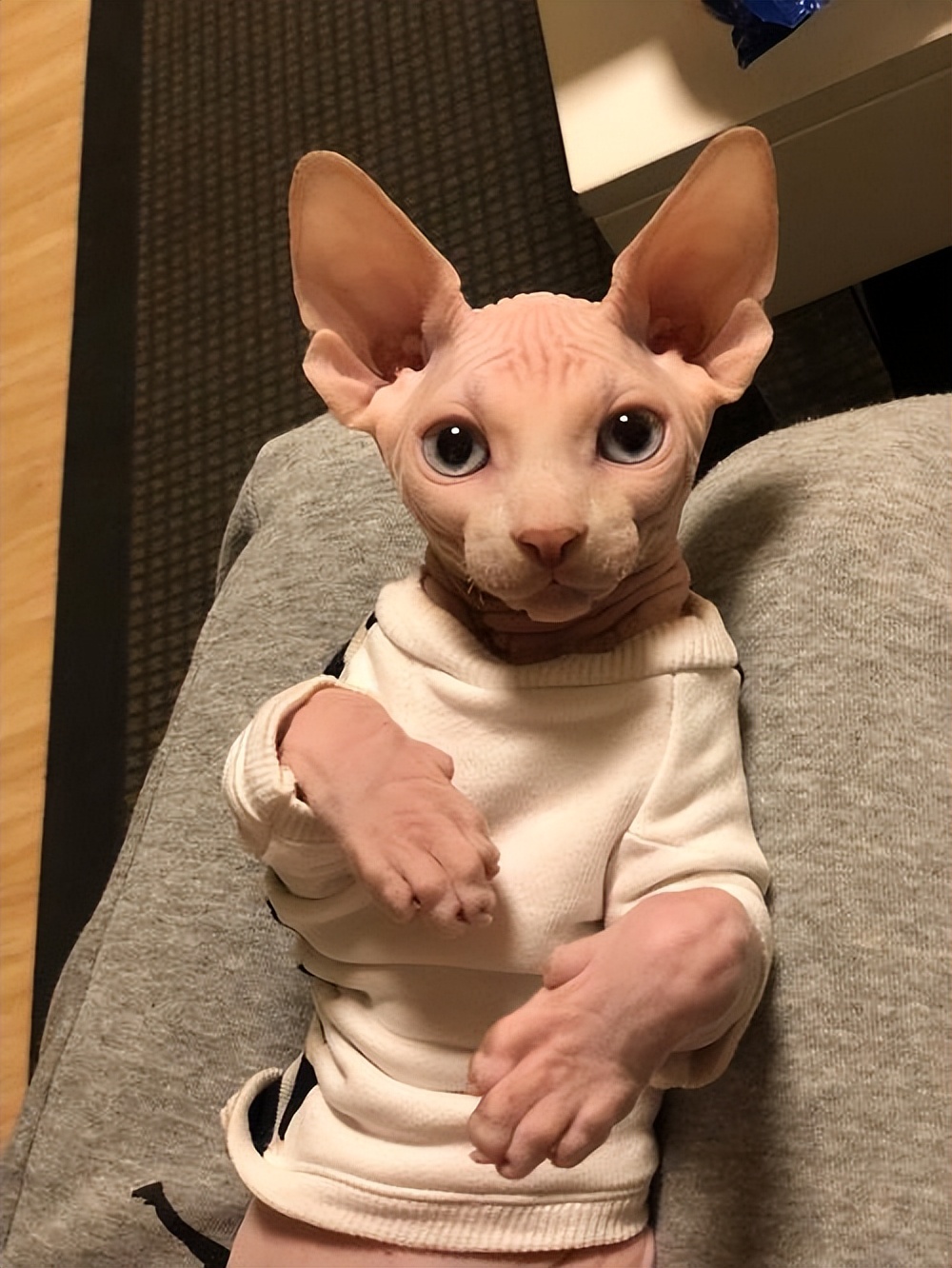 最难打理的猫咪排行,一只最难养的猫咪