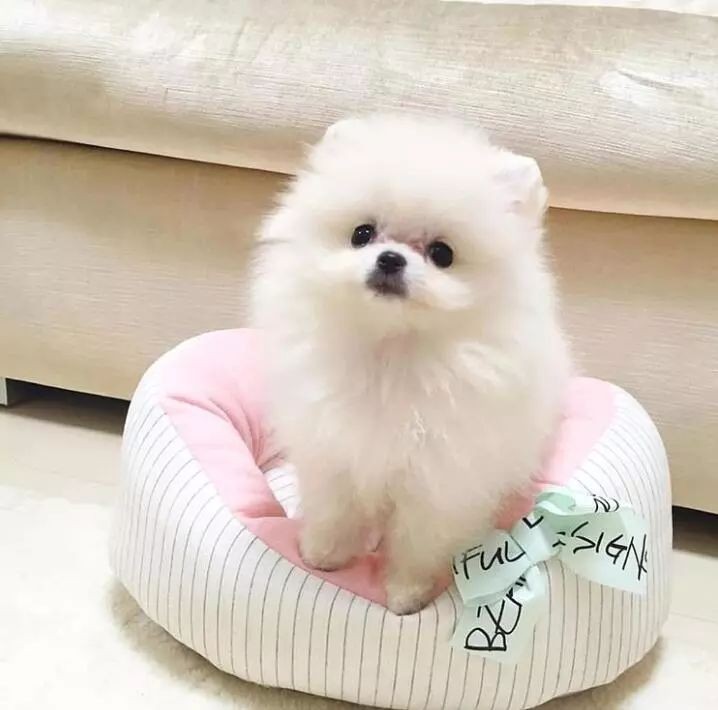 小狗狗放在哪里喂养更好,小狗狗怎么给它弄窝