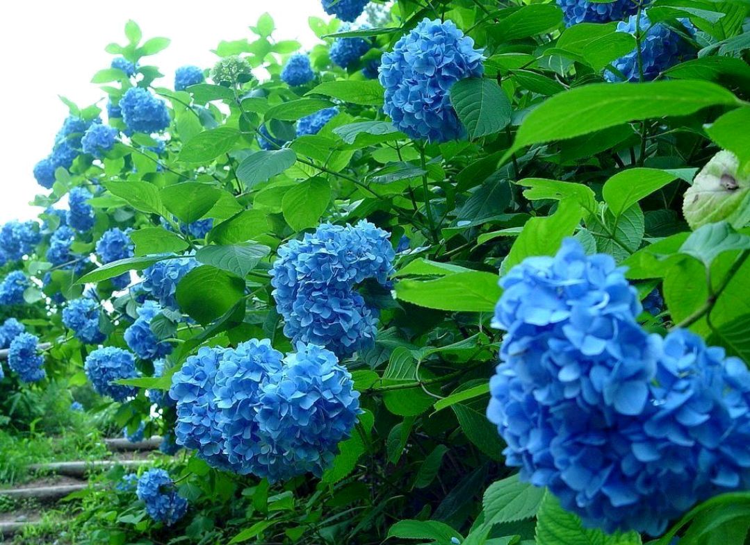 春游观赏的花有哪些,春天赏花什么花好看