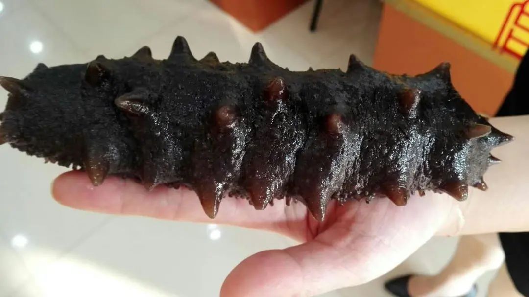 用海参下脚料造假海参 (造假的海参和真海参)