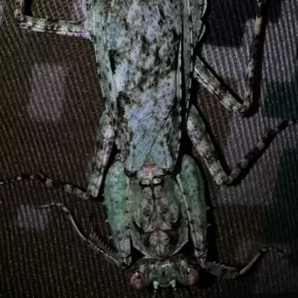 螳螂吃掉自己丈夫的头,螳螂为什么吃掉配偶螳螂吃蛇