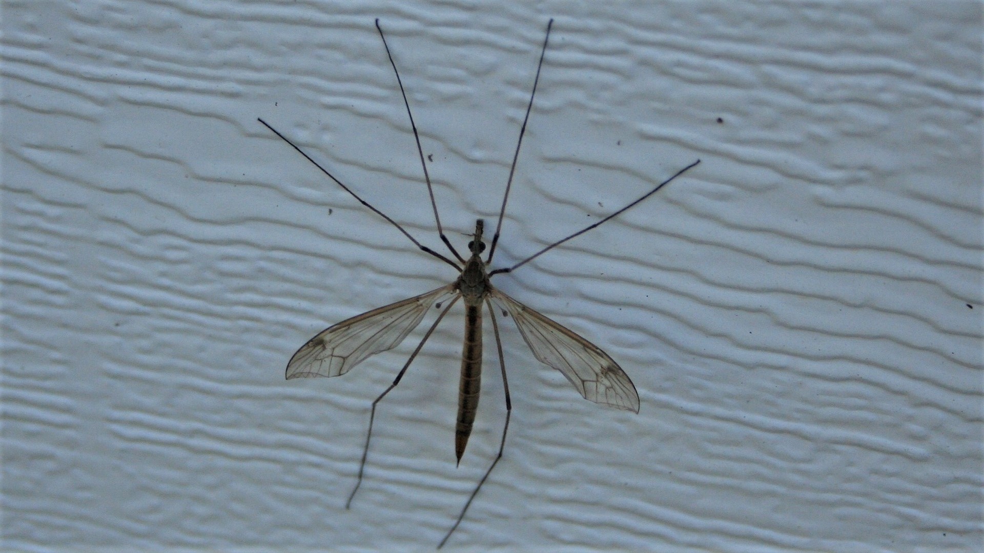 阴毛有啥用？刮掉行不行？医生：对待阴毛，这几点要认清，别害羞