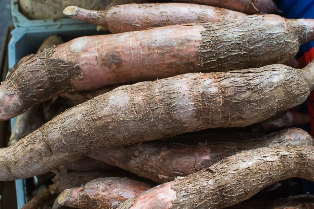 根类食物大全 (5种根菜类的食材)