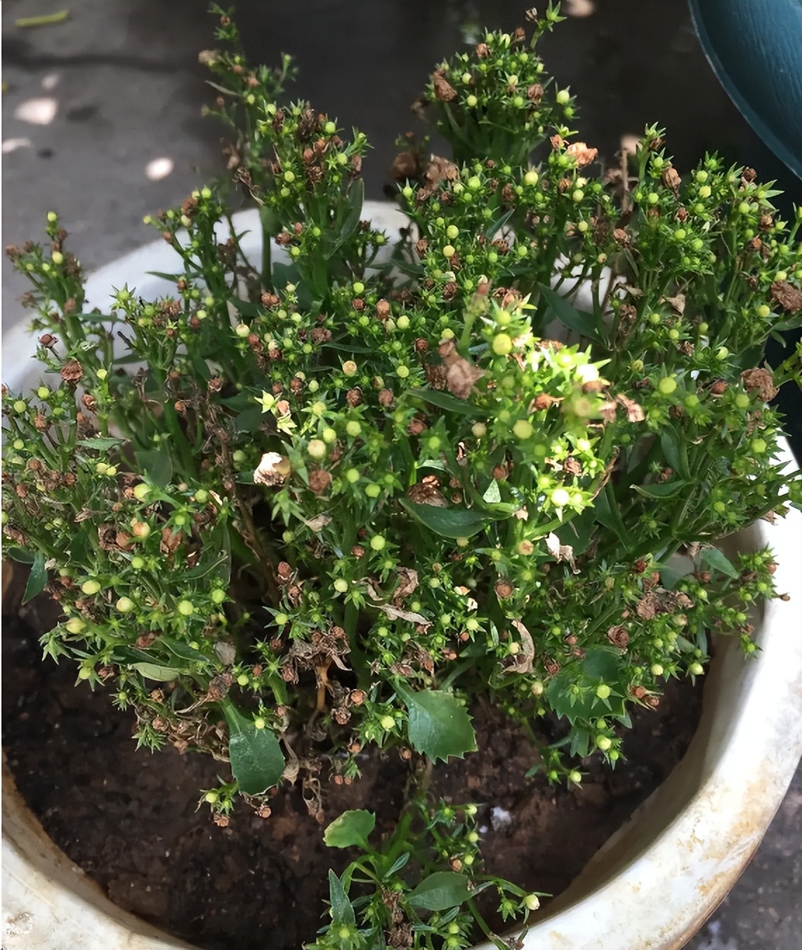 丹麦风铃花枯萎了怎么办养护技巧,丹麦风铃很多花苞不开花怎么处理