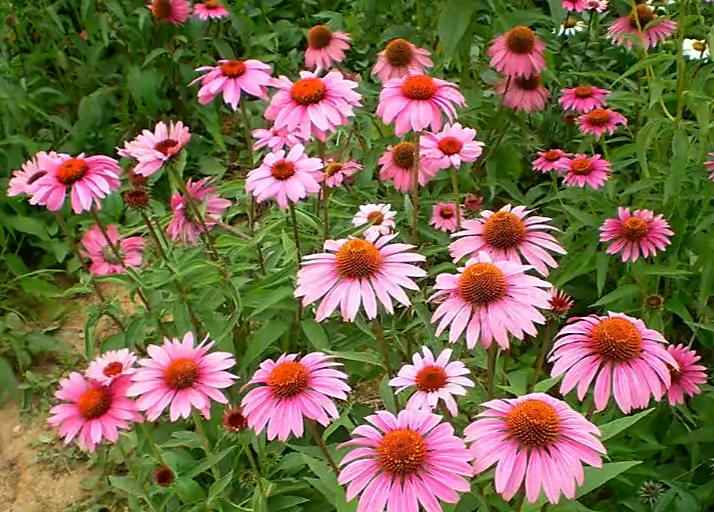 最好养的室内驱蚊植物是什么,适合室内养的驱蚊花卉有哪些品种