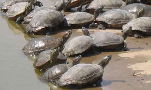 巴西龟是侵略物种吗,巴西龟泛滥成灾的危害