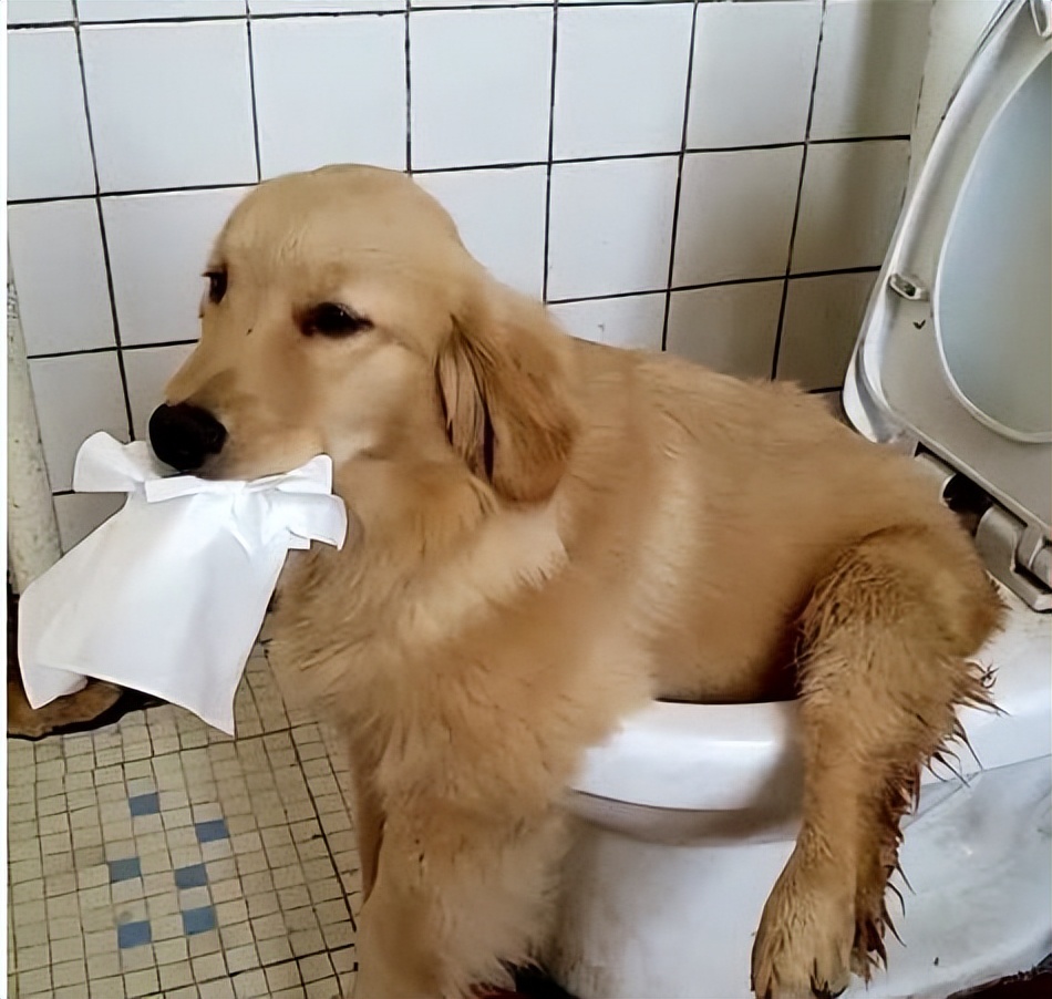 我家狗狗以为它是我亲生的,你家狗会不会认为是你亲生的