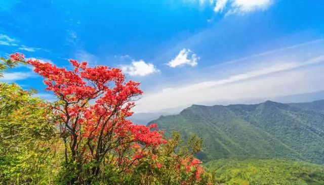 林中若有花，念的必是映山红