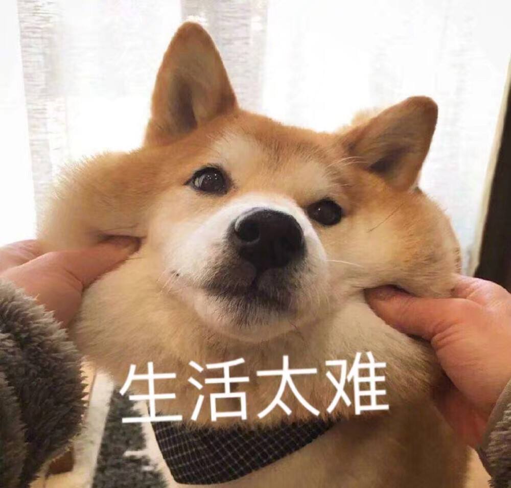 5种宠物店不推荐的狗便宜又好养,这3种狗很可怕有钱都不建议养