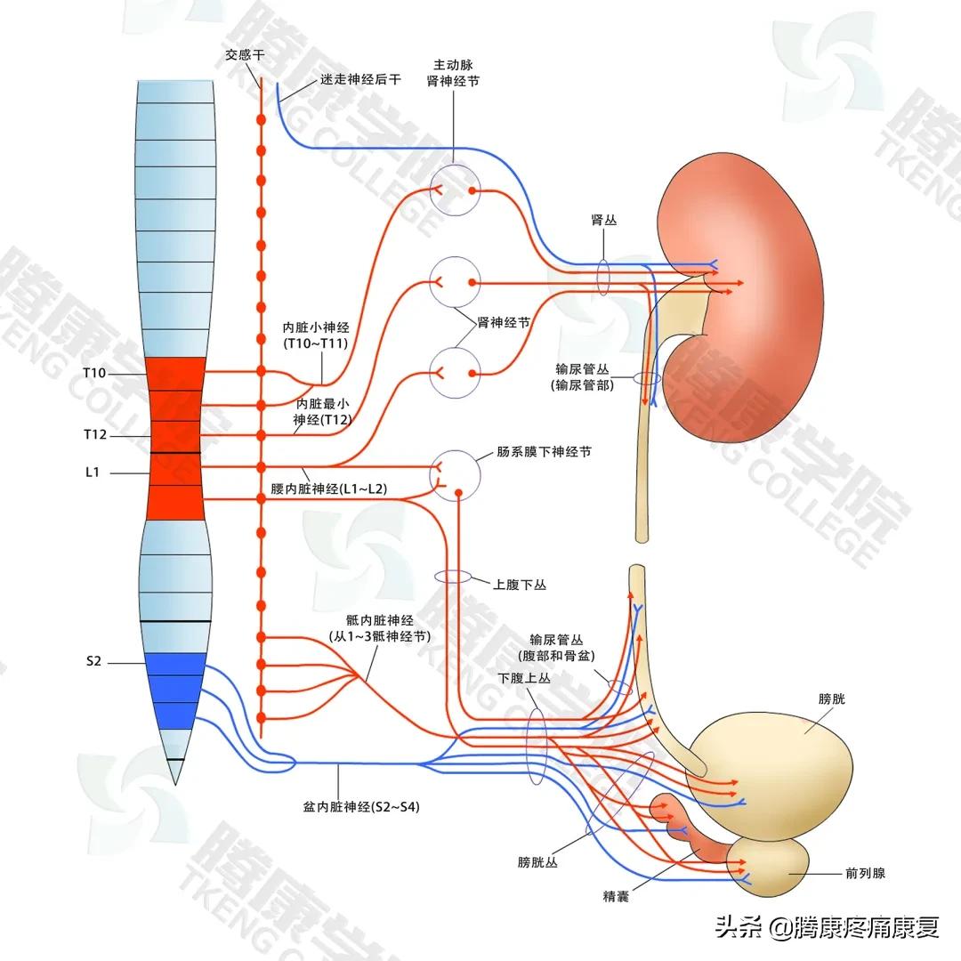 尿得特别远是怎么回事,尿分叉怎么锻炼