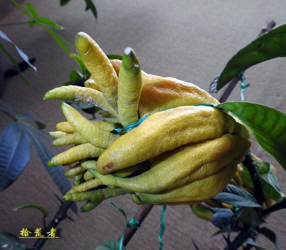 世界各国最漂亮的佛手植物图片,佛手是观花植物吗图片