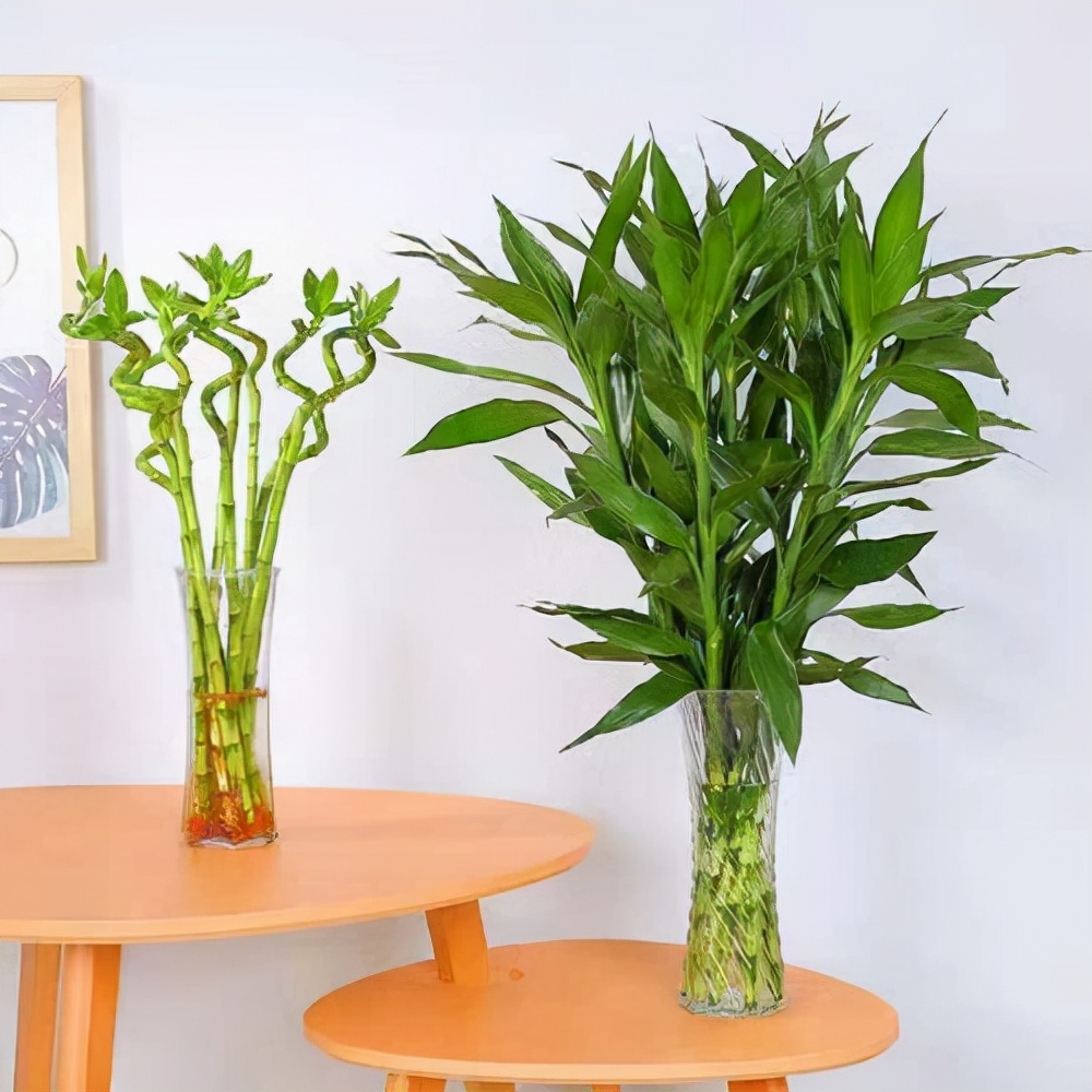 富贵竹养单不养双有这一说法吗,为什么富贵竹不可以乱养