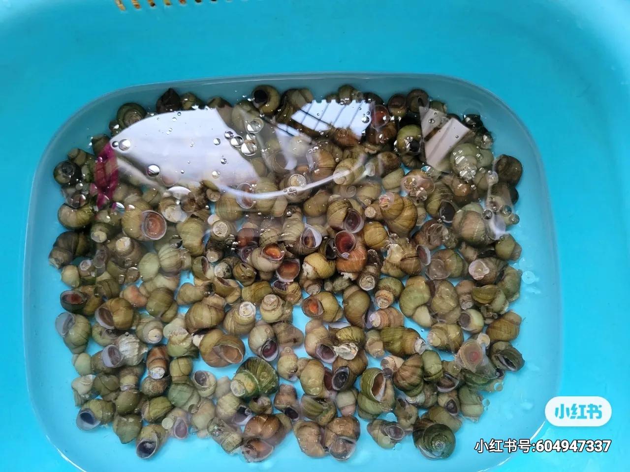 麻辣小螺丝敢吃吗,麻辣小螺蛳哪个部位不能吃