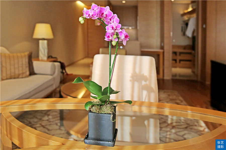 澳门最近酒店价格,澳门蔡澜星际酒店