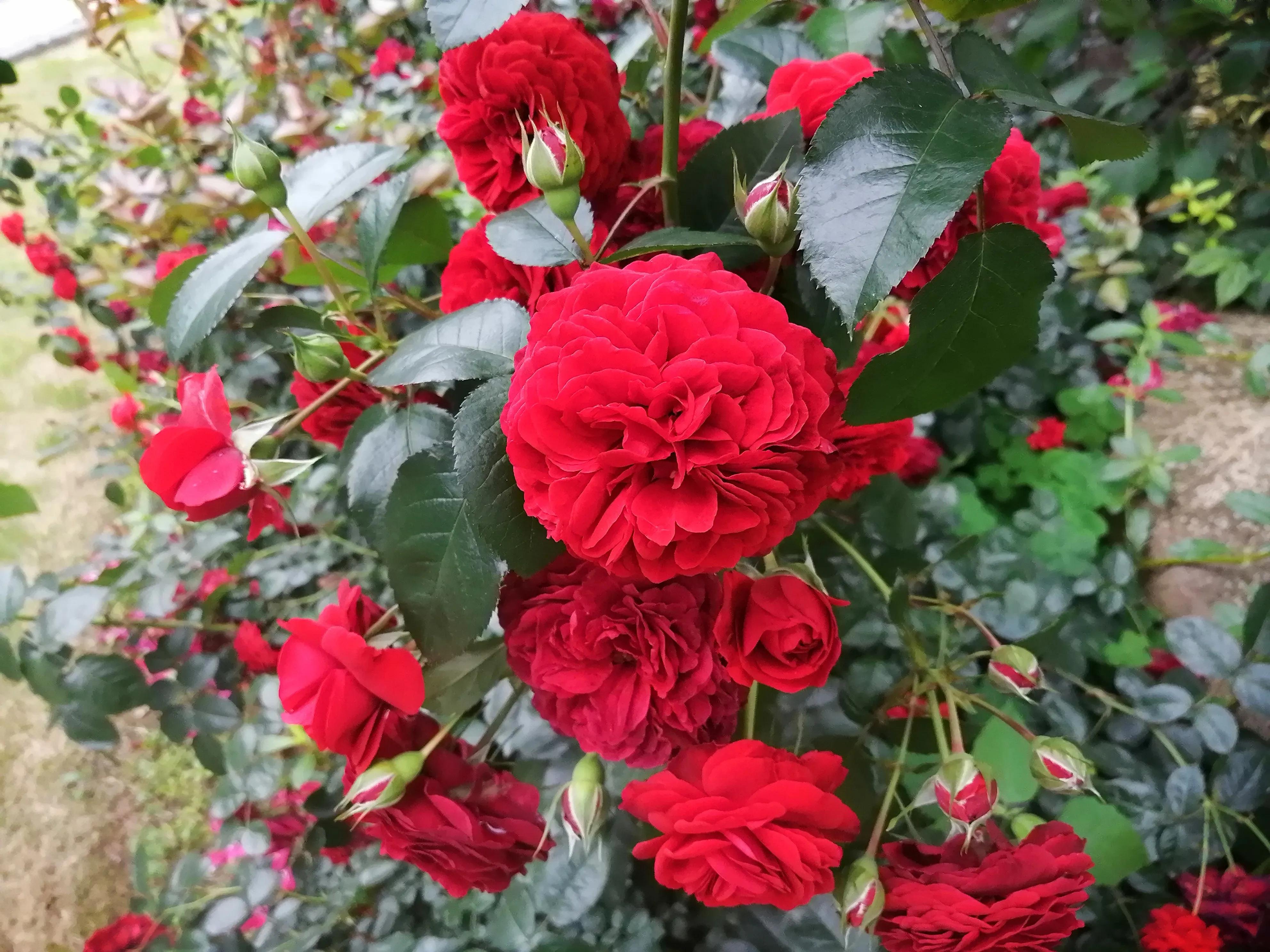 回娘家给父母和哥嫂买啥礼物,回娘家买车厘子