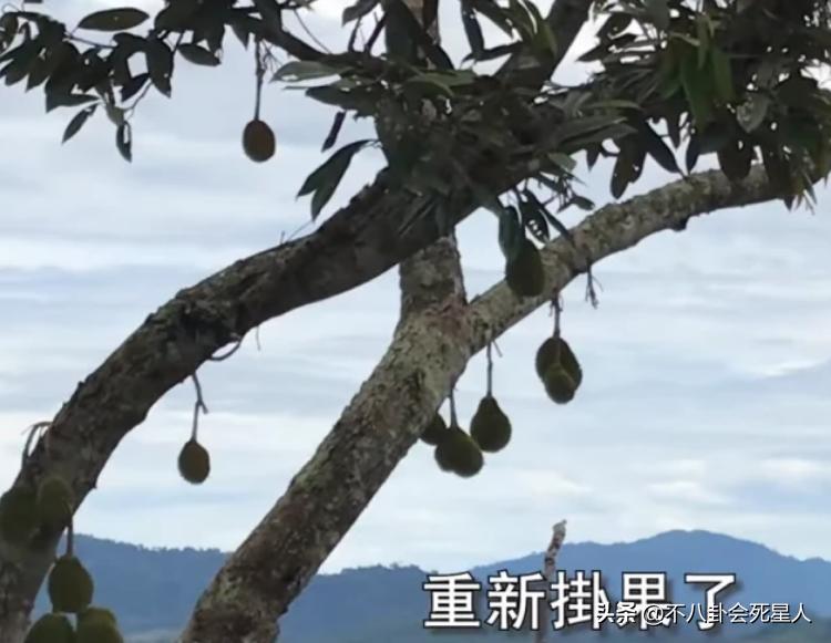 68岁港星定居浙江,59岁港星定居珠海