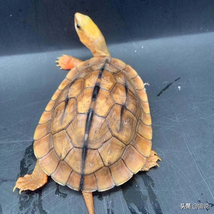金钱龟习性是群居还是单居,人工养殖金钱龟是保护动物吗
