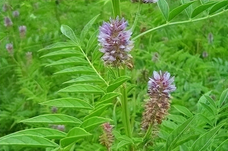 一味甘草治咳嗽偏方,每日学中药之甘草