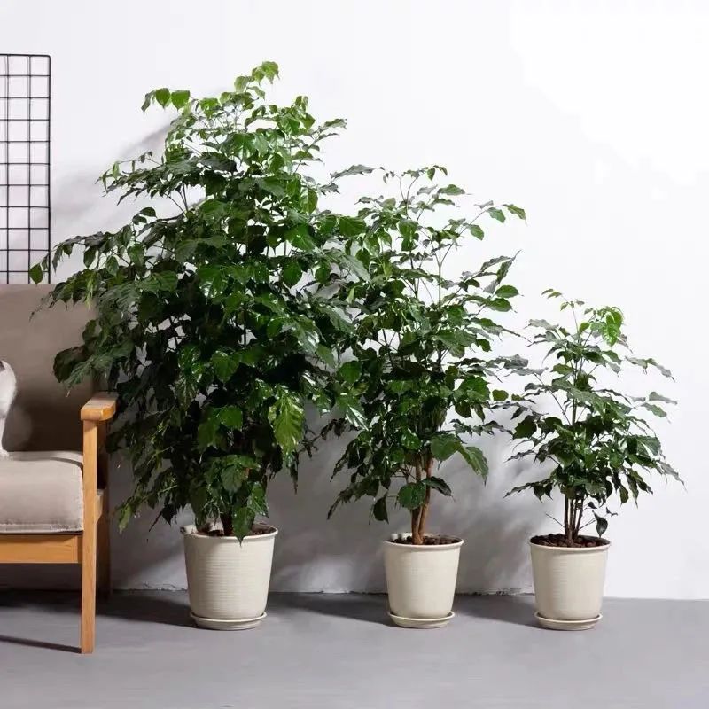 幸福树爱晒太阳吗,幸福树叶子浓绿是什么原因