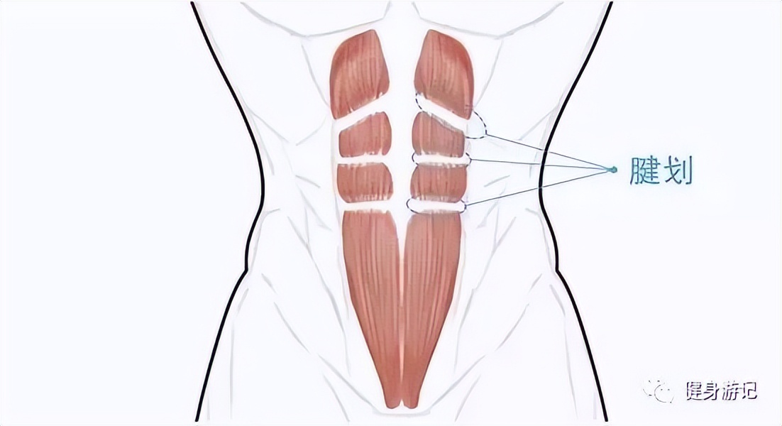 腹肌人鱼线雕刻锻炼,巧克力腹肌雕刻训练