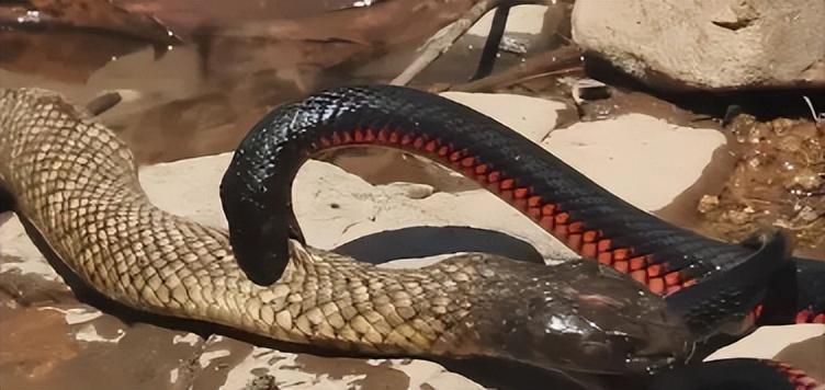 日军侵华时期的真实照片,日军侵华真实照片图文