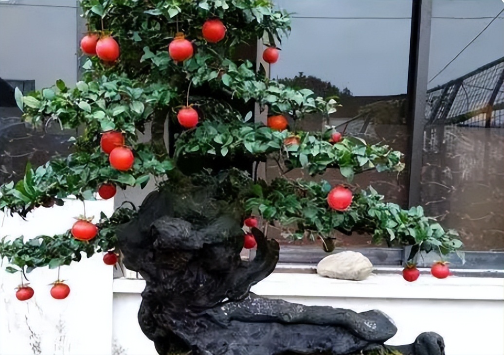 金弹子公母花不同步怎么办,金弹子不开花怎么分公母