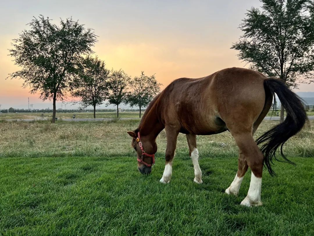 我宣布，烧卖和公厕是我在呼和浩特的心头好