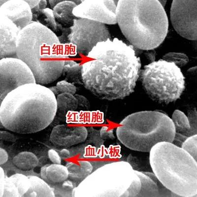 熊猫献血会被强行抽血吗,熊猫血被强行抽取犯法吗