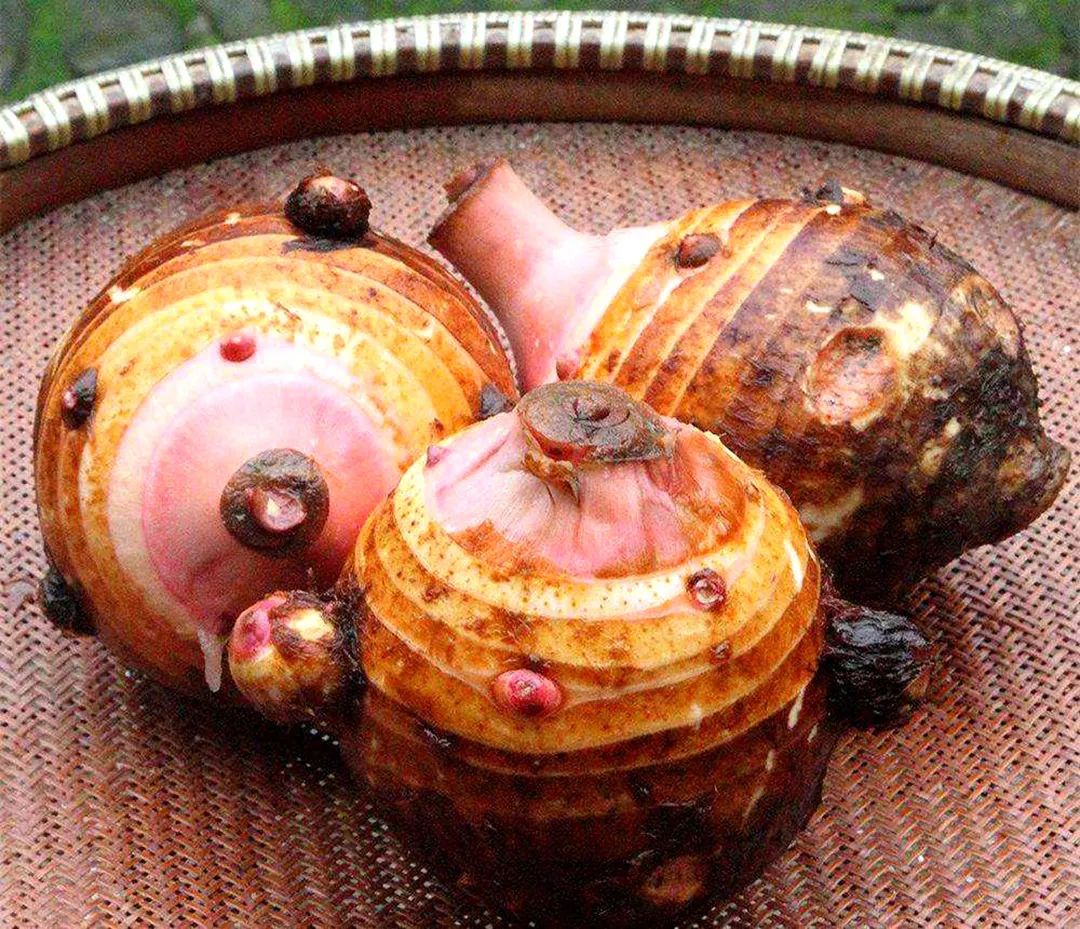 芋头高产窍门,芋头高产高效品种