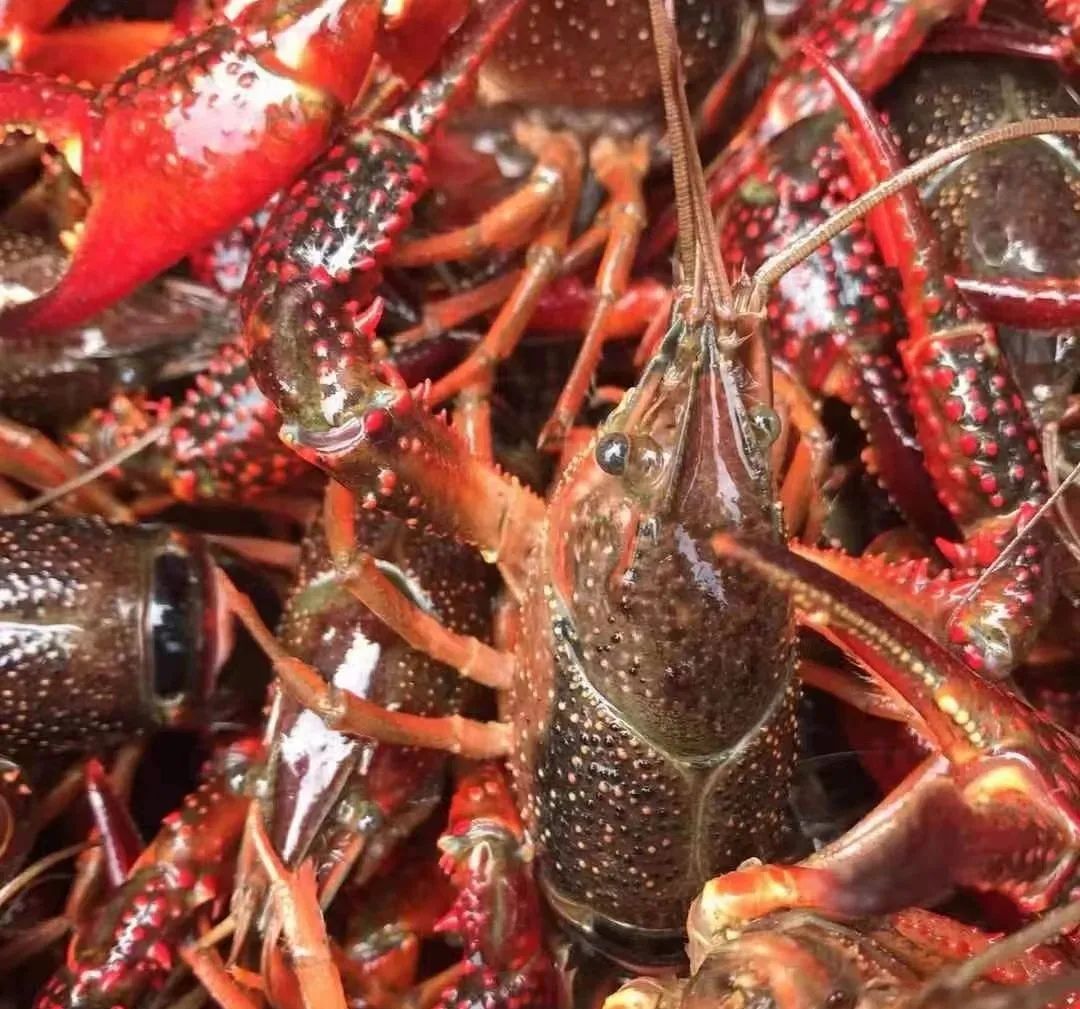 全国小龙虾之乡名不虚传,小龙虾之乡最新消息