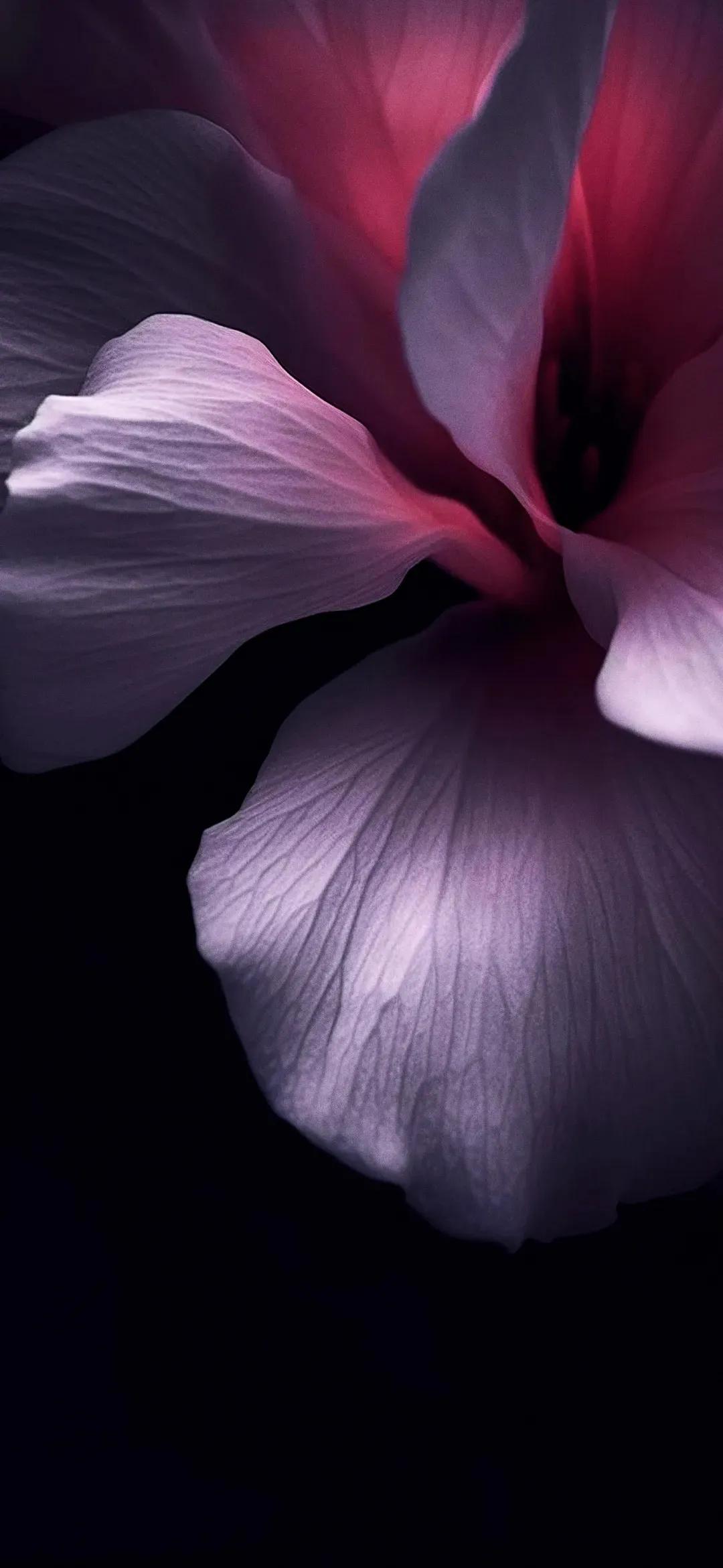 2340*1080黑色高清壁纸,壁纸461期热门精选壁纸