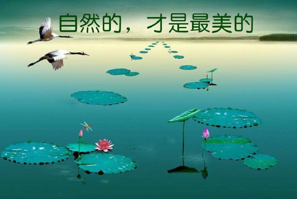 我爱大自然美术课教案,体会大自然的美