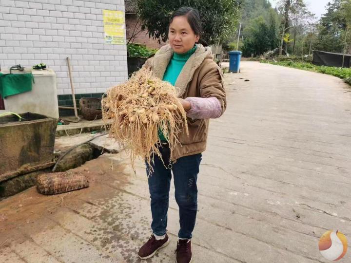 龚光容：种植中药材，走上致富路