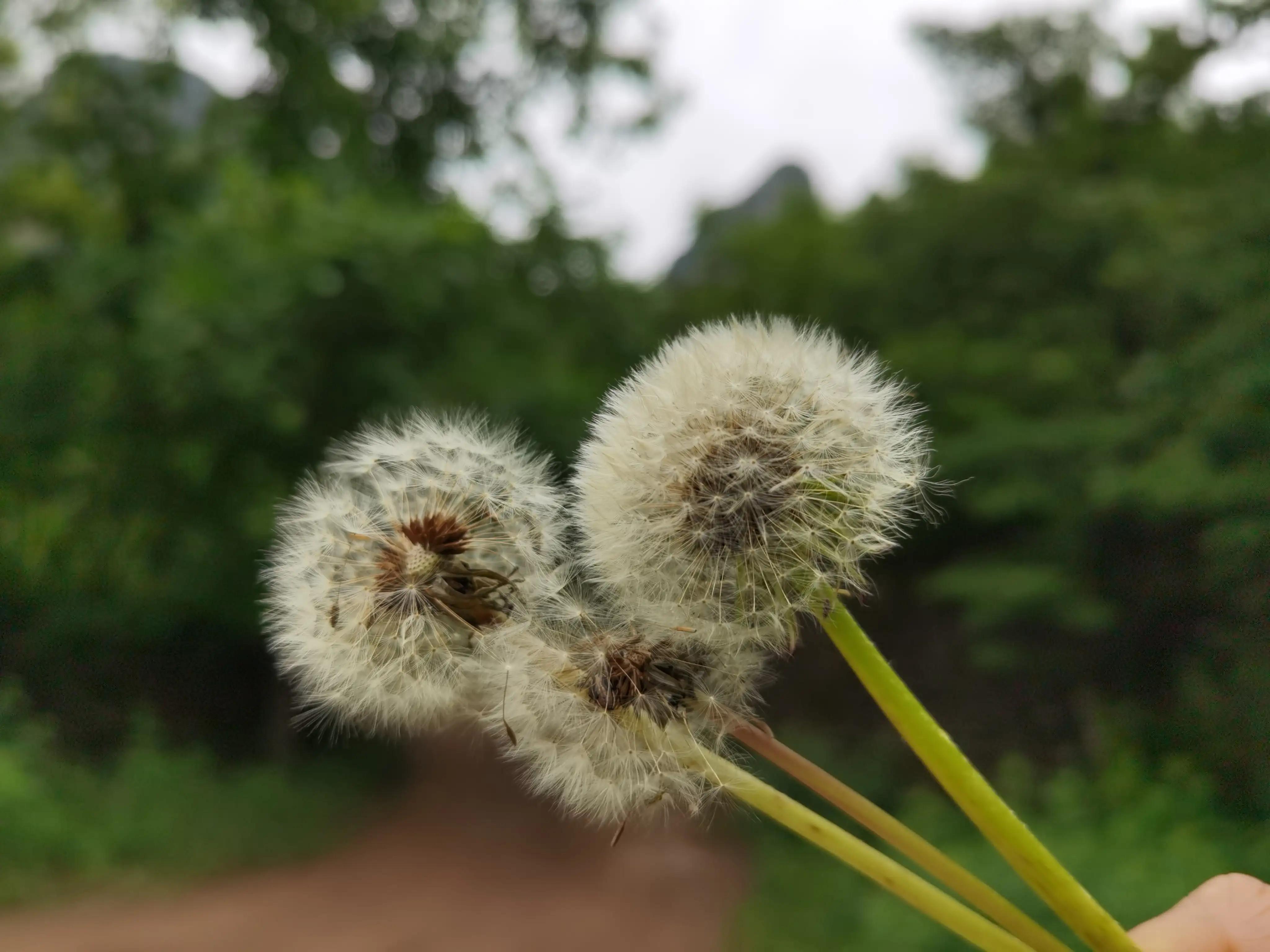 论语是最重要的儒家经典,论语在儒家经典中的地位