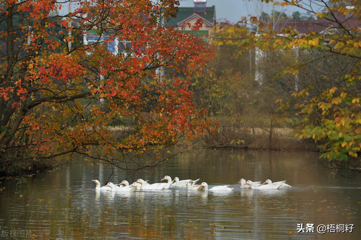 大爷爷和*奶大**奶的一生