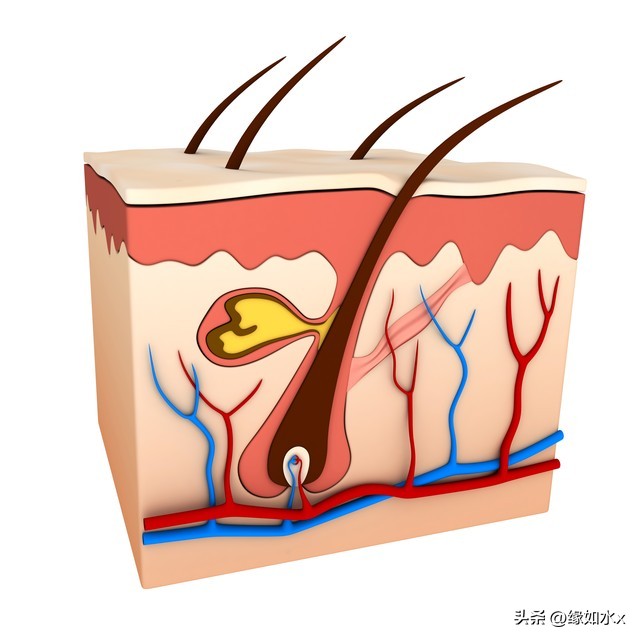 脸上的油到底是什么油,脸上油多真的不好吗