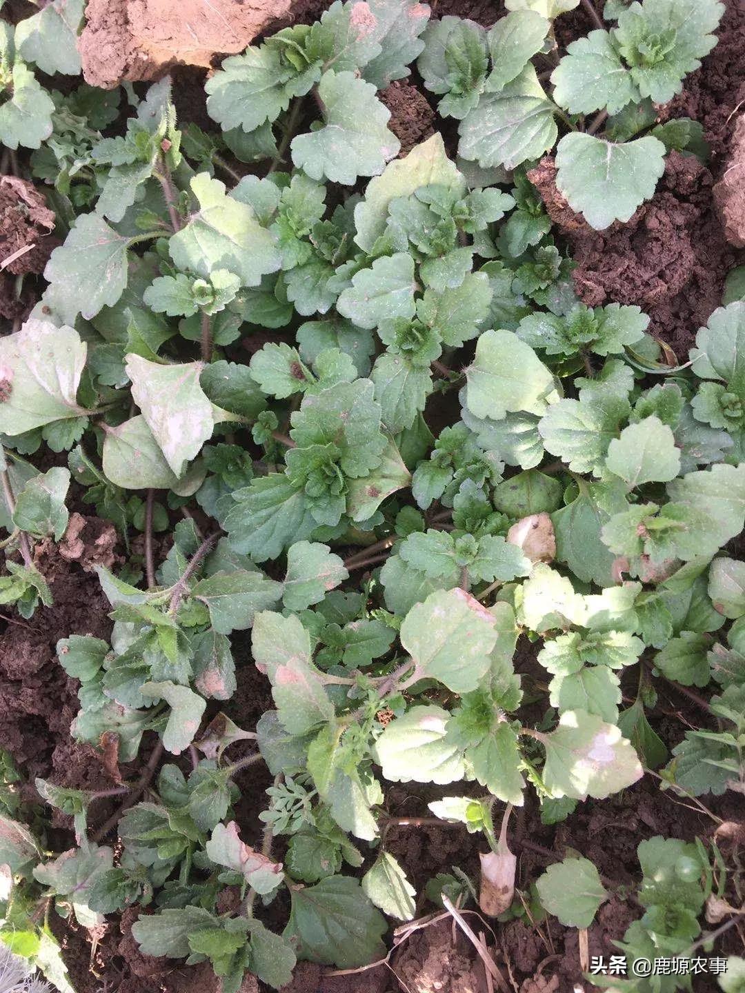 果园除草什么方法最好,果园怎么除草最快最有效方法