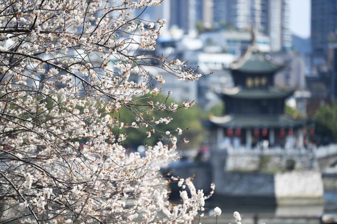 收好这份赏花攻略,春有约花不误一起来赏花