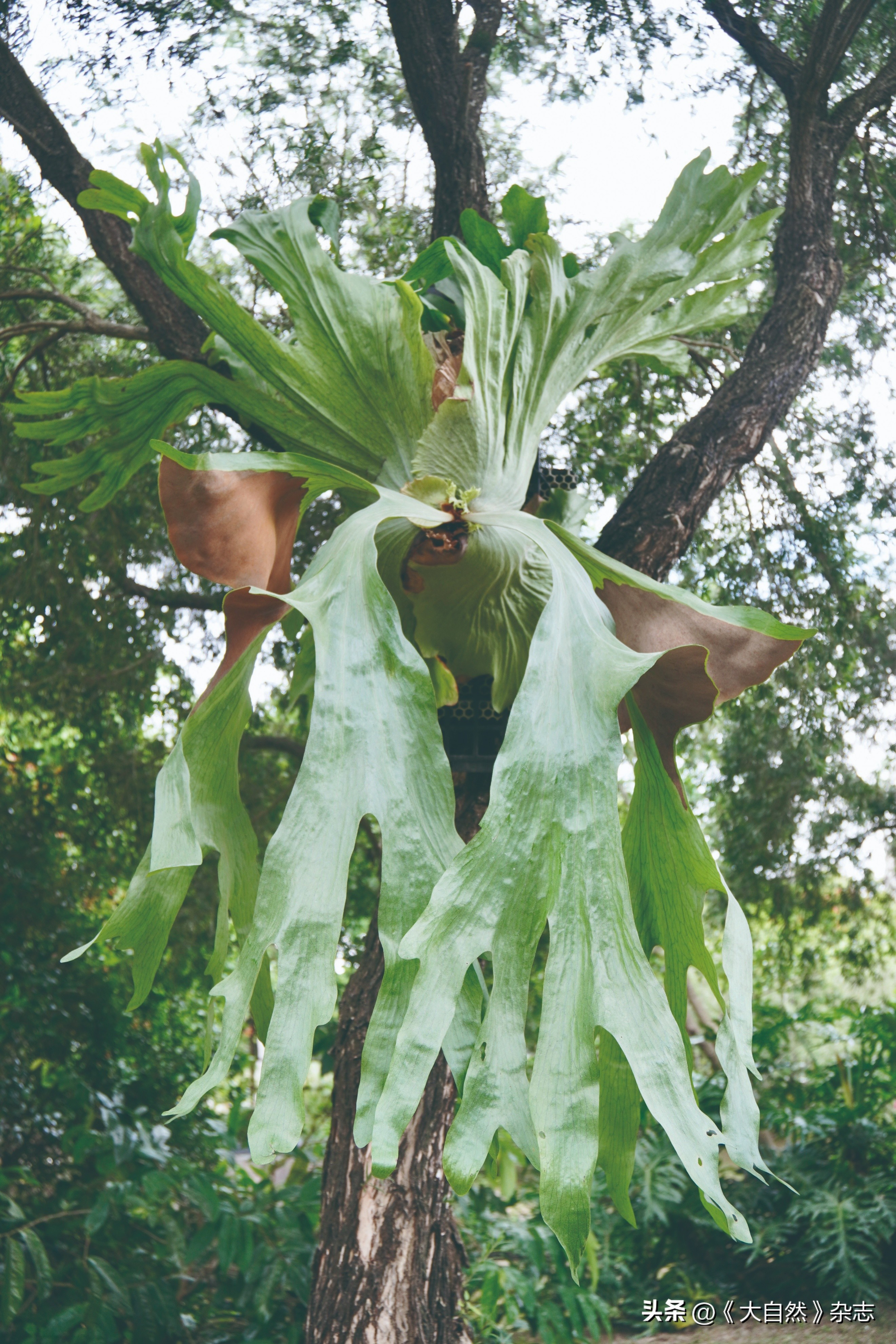 林深时见“鹿”，解谜鹿角蕨